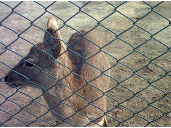 養殖圍欄網圖片2