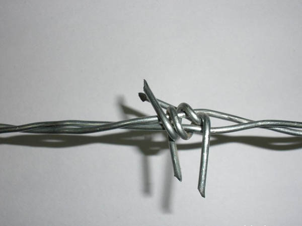 大連鐵蒺藜圖片4 大連鐵蒺藜圖片4